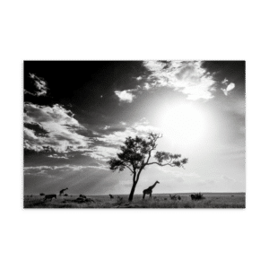 'Bobby Jo Vial 08' postcard