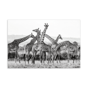 'Bobby Jo Vial 47' postcard