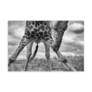 'Brugger 01' postcard