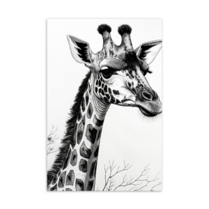 'Giraffe Study 01' postcard