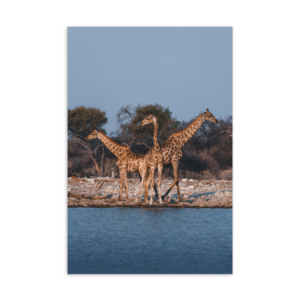 'Lenze-Milde 04' postcard