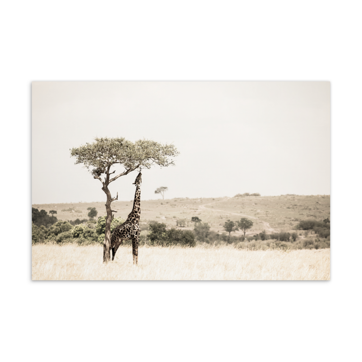 'Peretie 01' postcard