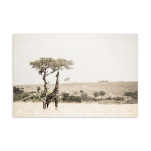 'Peretie 01' postcard