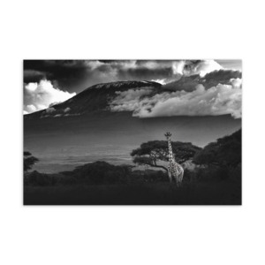 'Sachdev 05' postcard