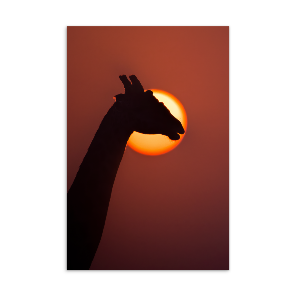 'SinghHeer 01' postcard