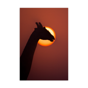 'SinghHeer 01' postcard