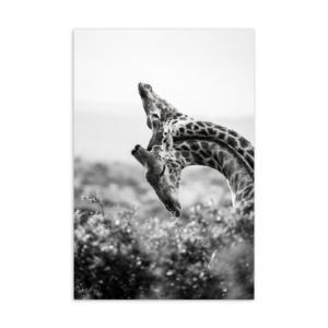 'Torie Hilley 01' postcard