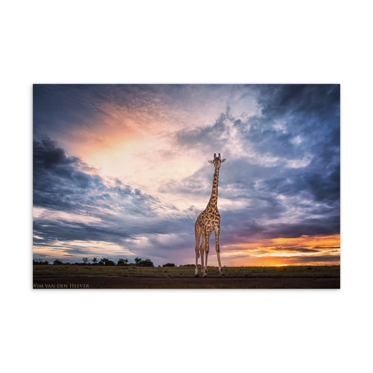 'VandenHeever 02' postcard