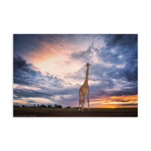 'VandenHeever 02' postcard