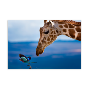 'Yaron Schmid 01' postcard