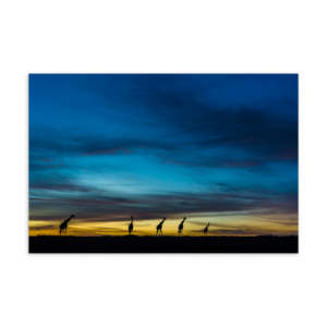 'Zhayynn James 01' postcard