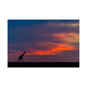 'Zhayynn James 02' postcard